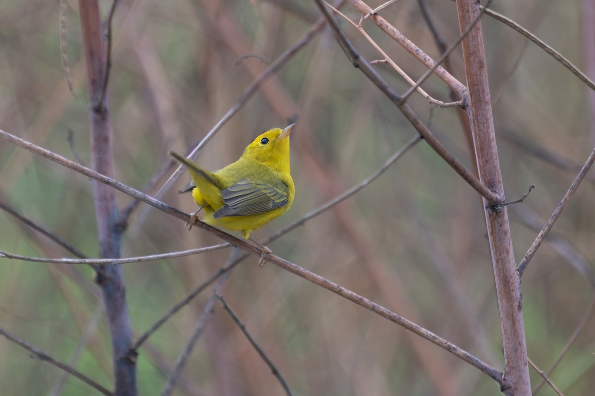 Wilson's Warbler - ML642940632