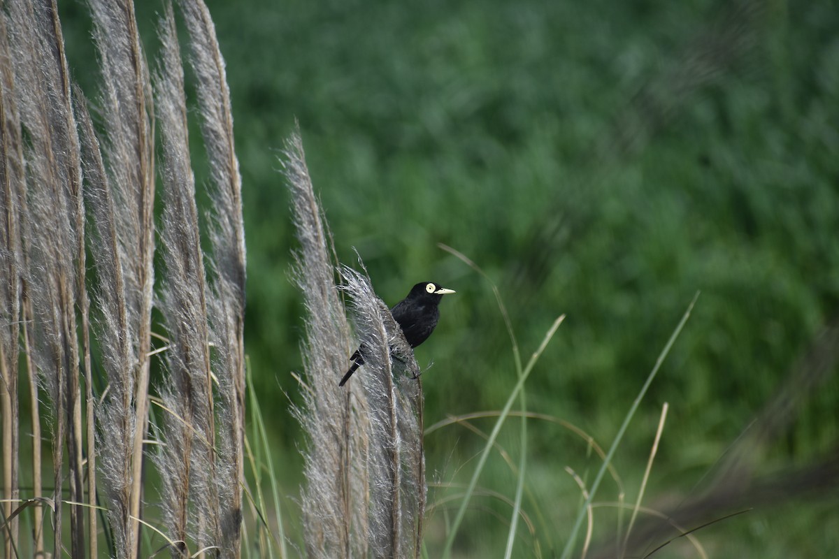 Spectacled Tyrant - ML642940633