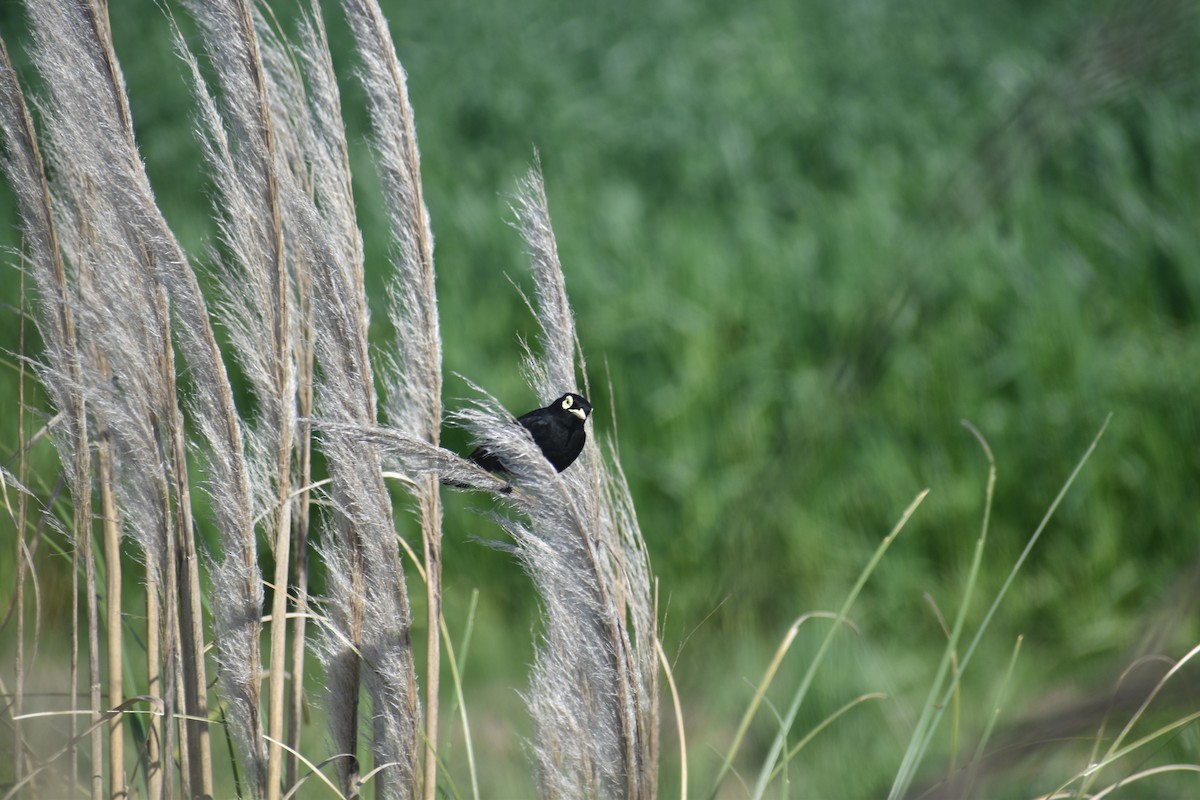 Spectacled Tyrant - ML642940634