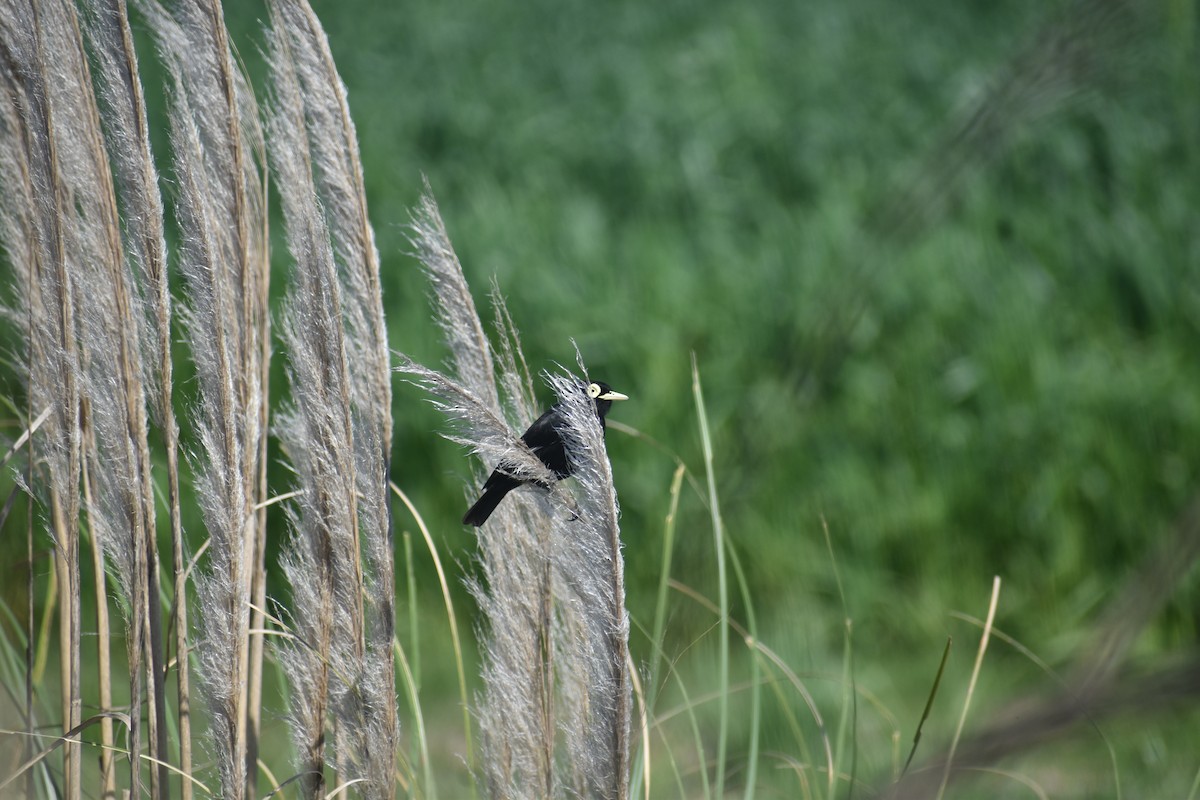 Spectacled Tyrant - ML642940635