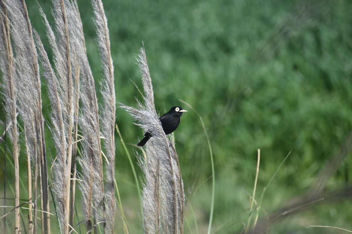Spectacled Tyrant - ML642940636
