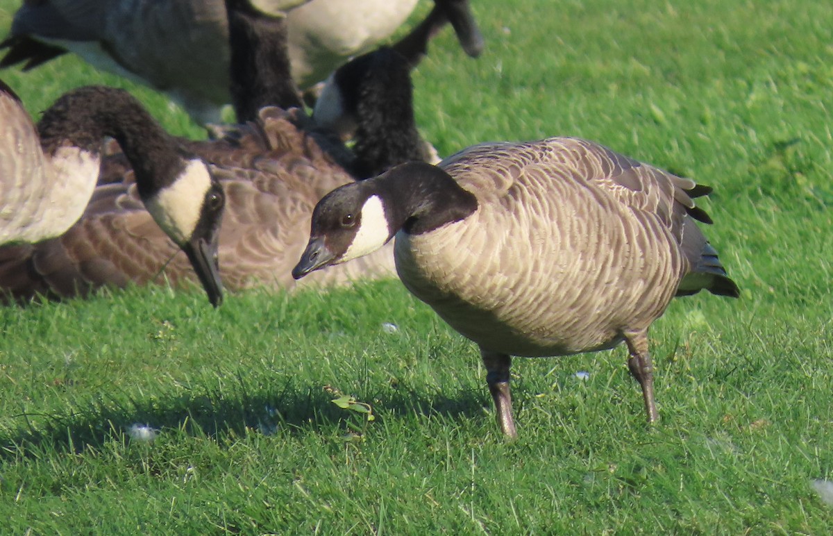 Харлаг галуу - ML642940637