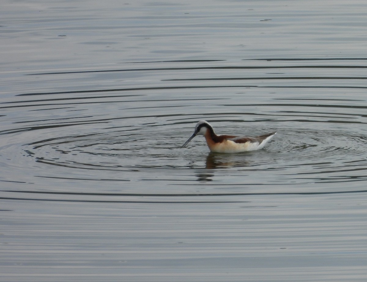 Wilson's Phalarope - ML642940638