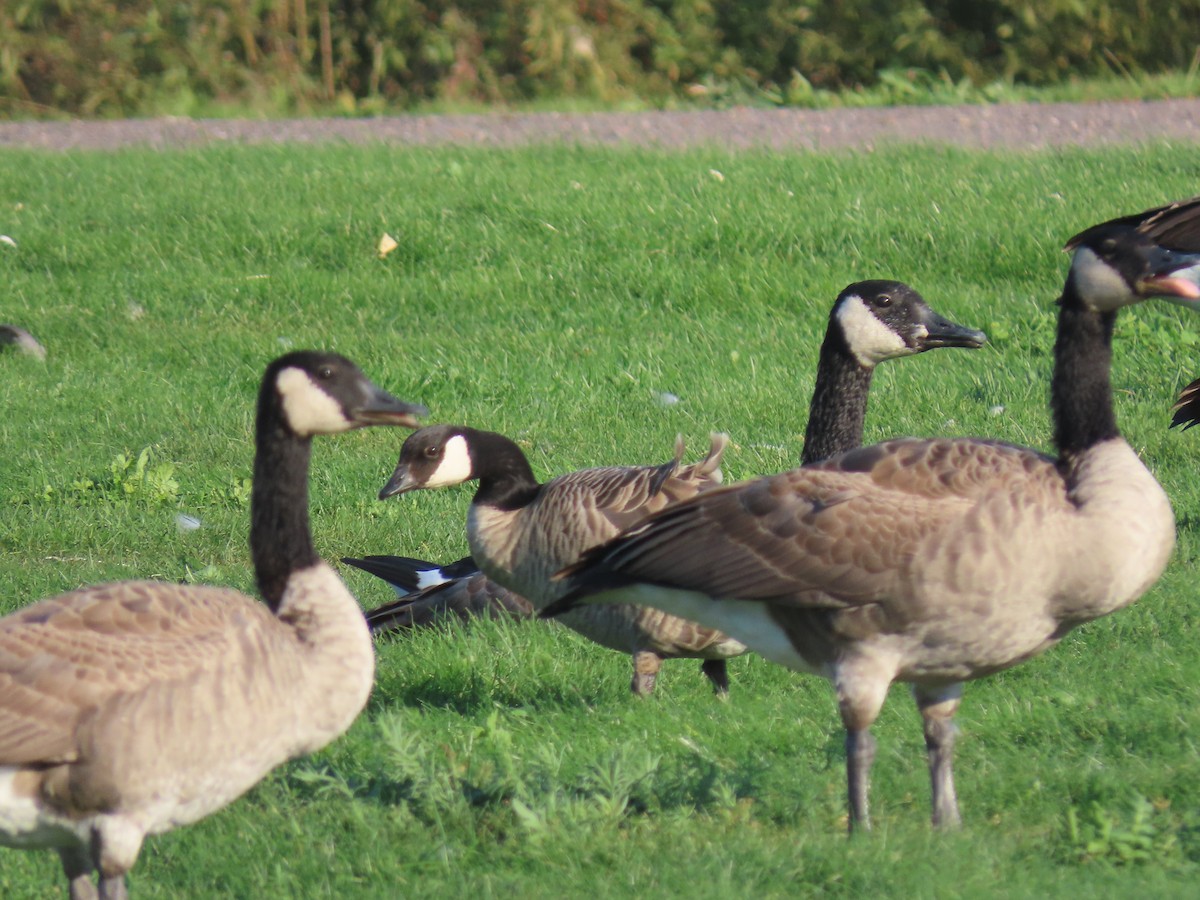 Харлаг галуу - ML642940640