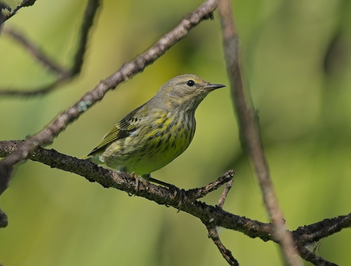 Cape May Warbler - ML642940641