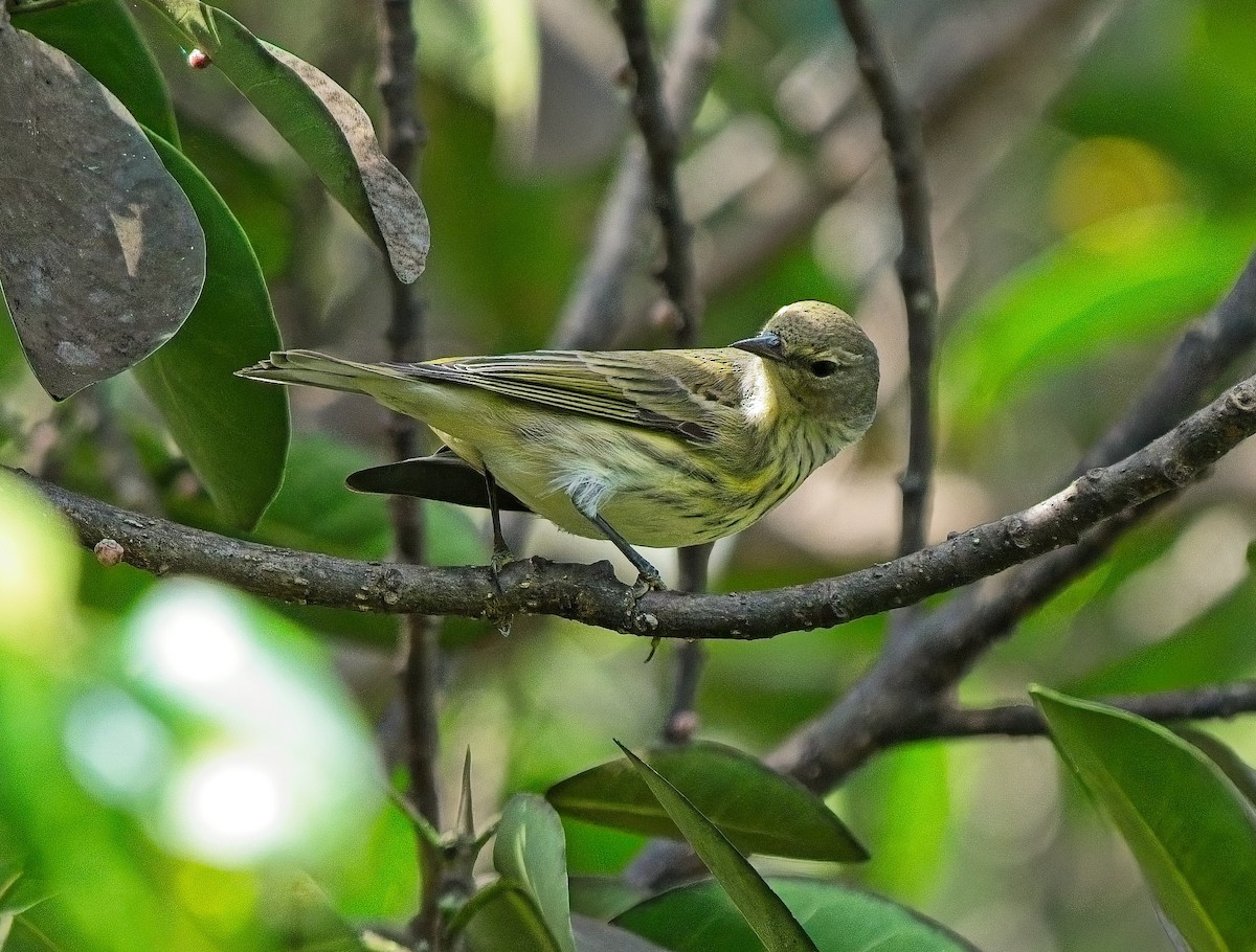 Cape May Warbler - ML642940642