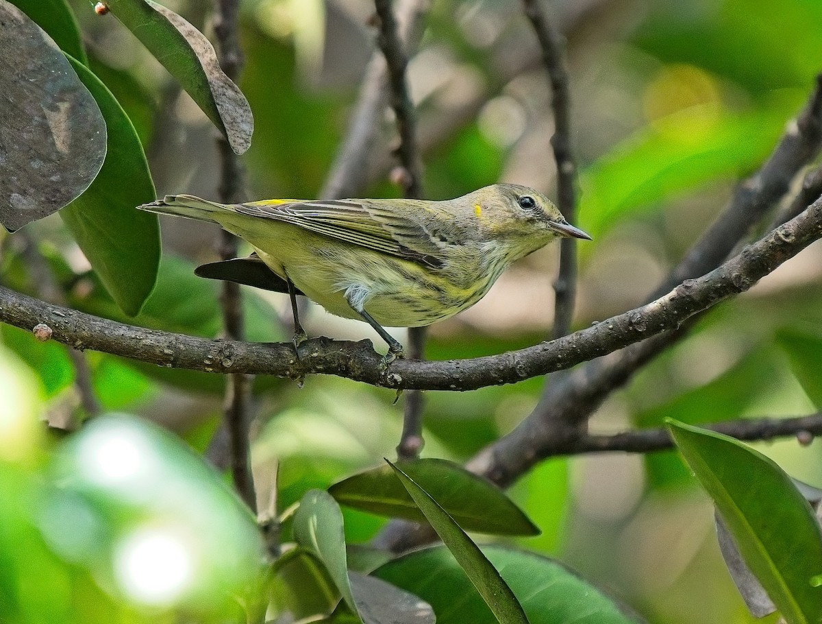 Cape May Warbler - ML642940643