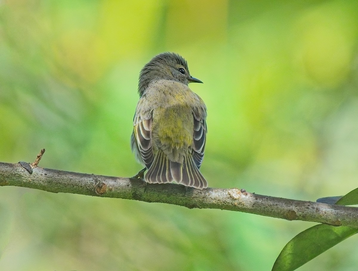 Cape May Warbler - ML642940644