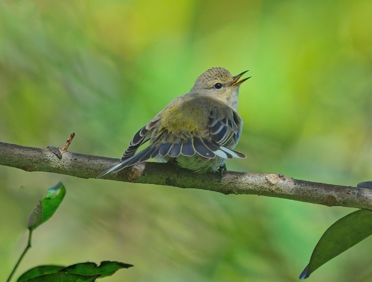 Cape May Warbler - ML642940645