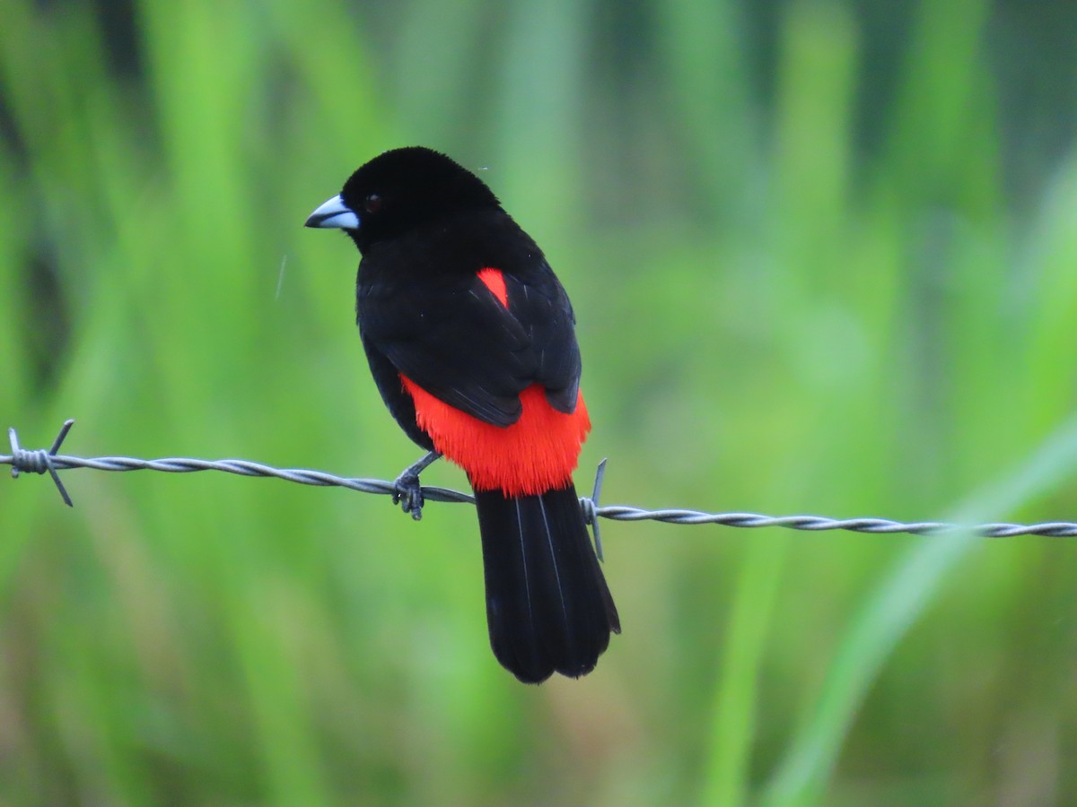 Scarlet-rumped Tanager - ML642940654