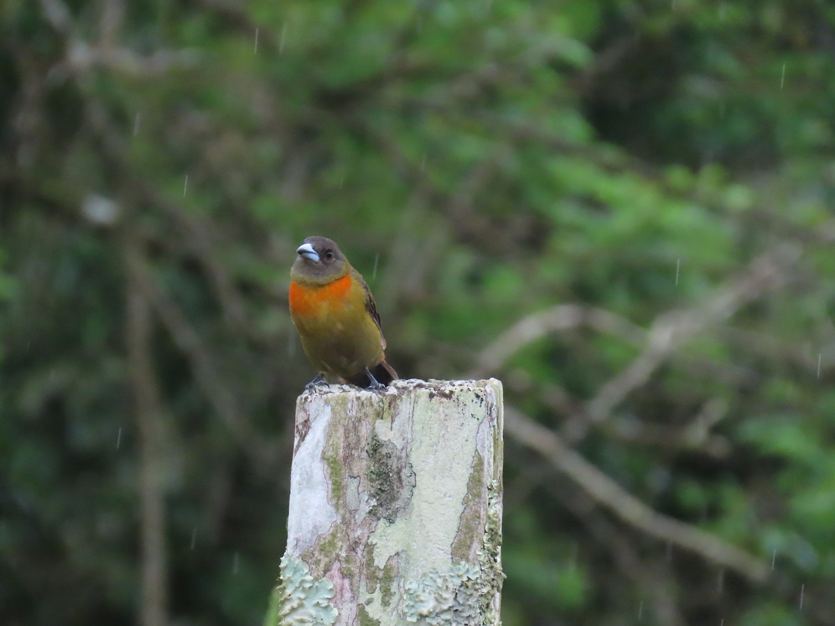 Scarlet-rumped Tanager - ML642940655
