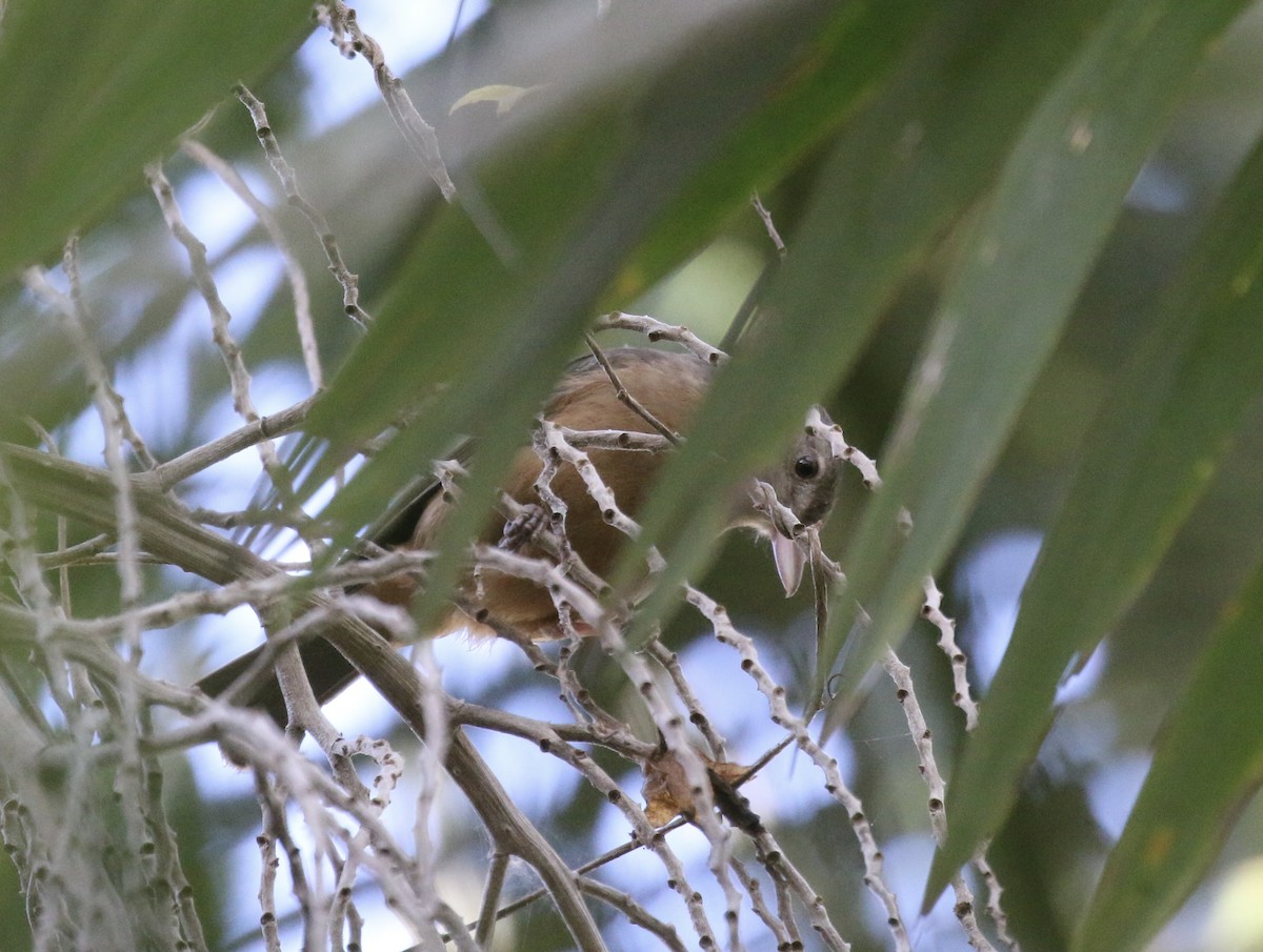 Rufous Shrikethrush - ML642940685