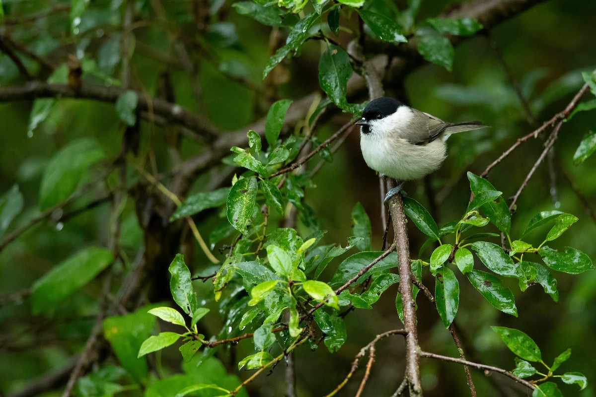 Willow Tit - ML642940686