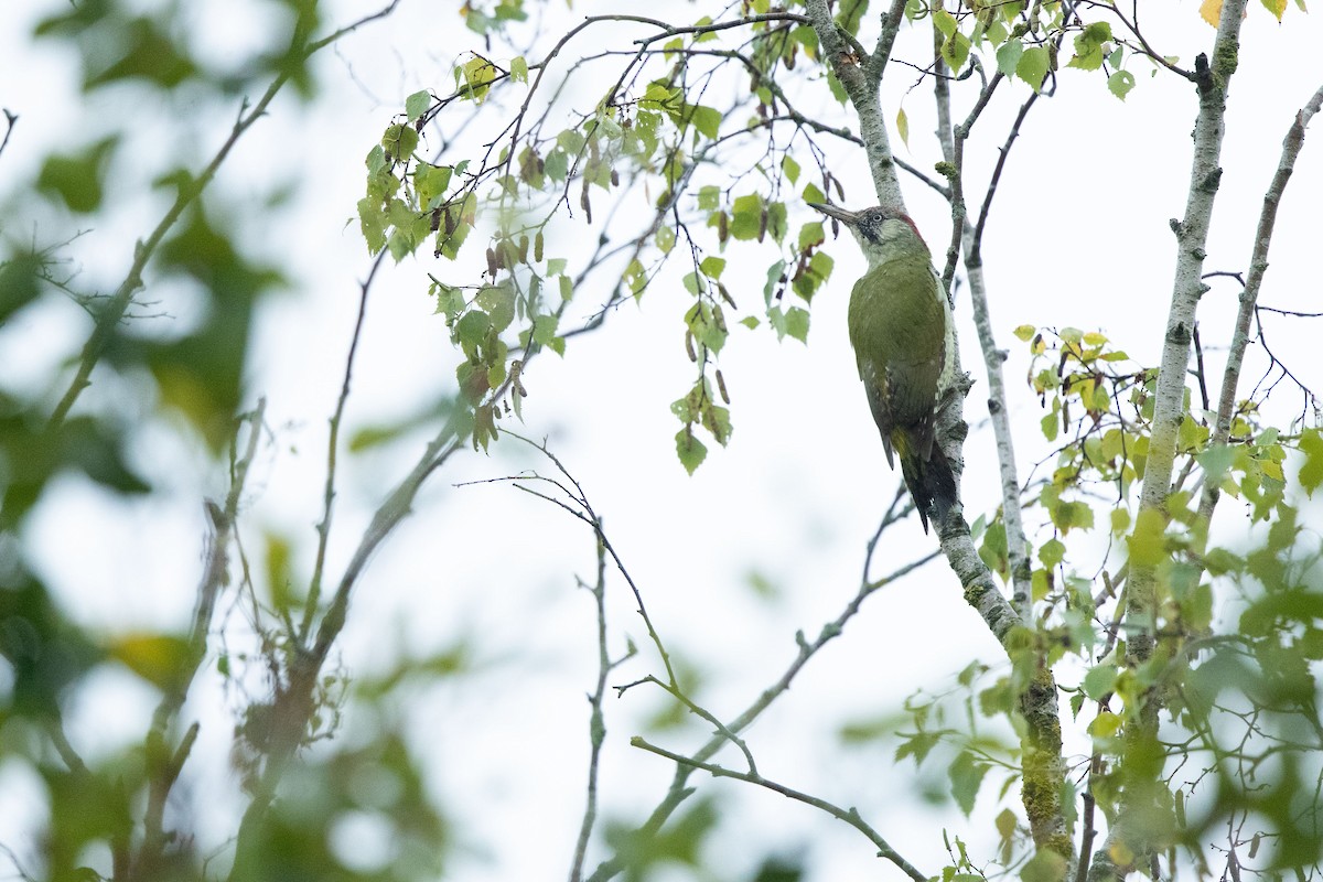 Eurasian Green Woodpecker - ML642940693