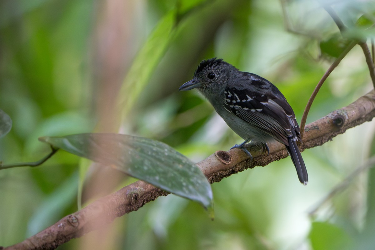 Black-crowned Antshrike - ML642940702