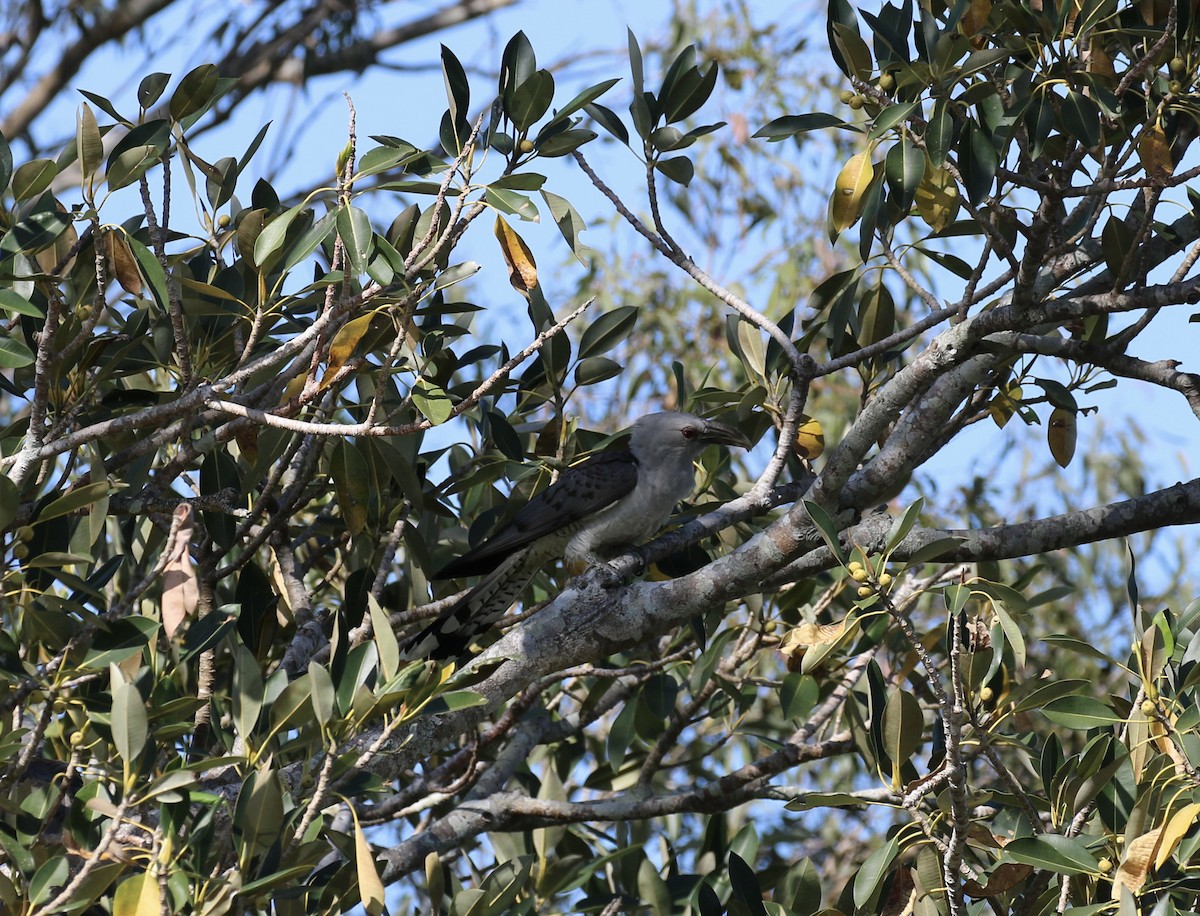 Channel-billed Cuckoo - ML642940711