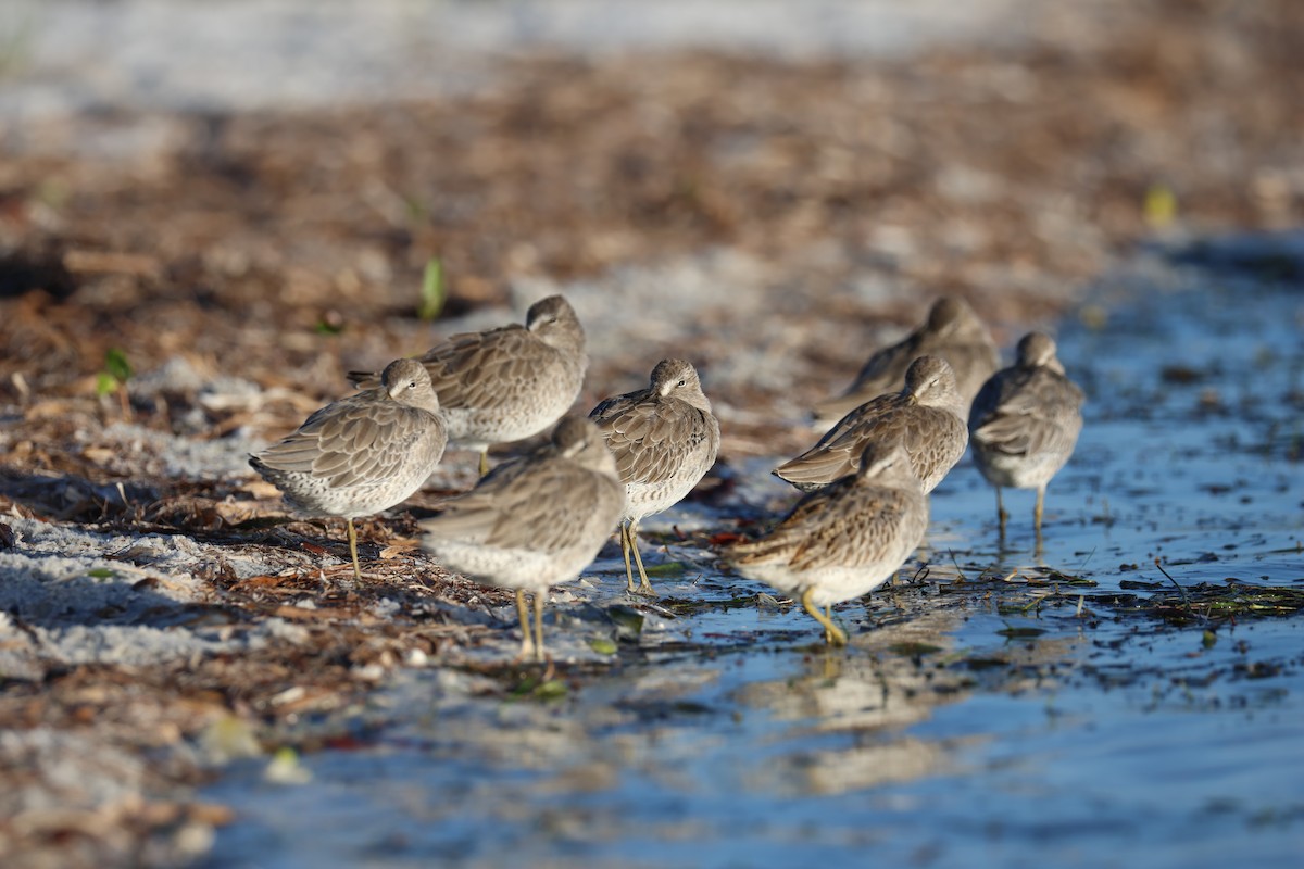 Short-billed Dowitcher - ML642940721