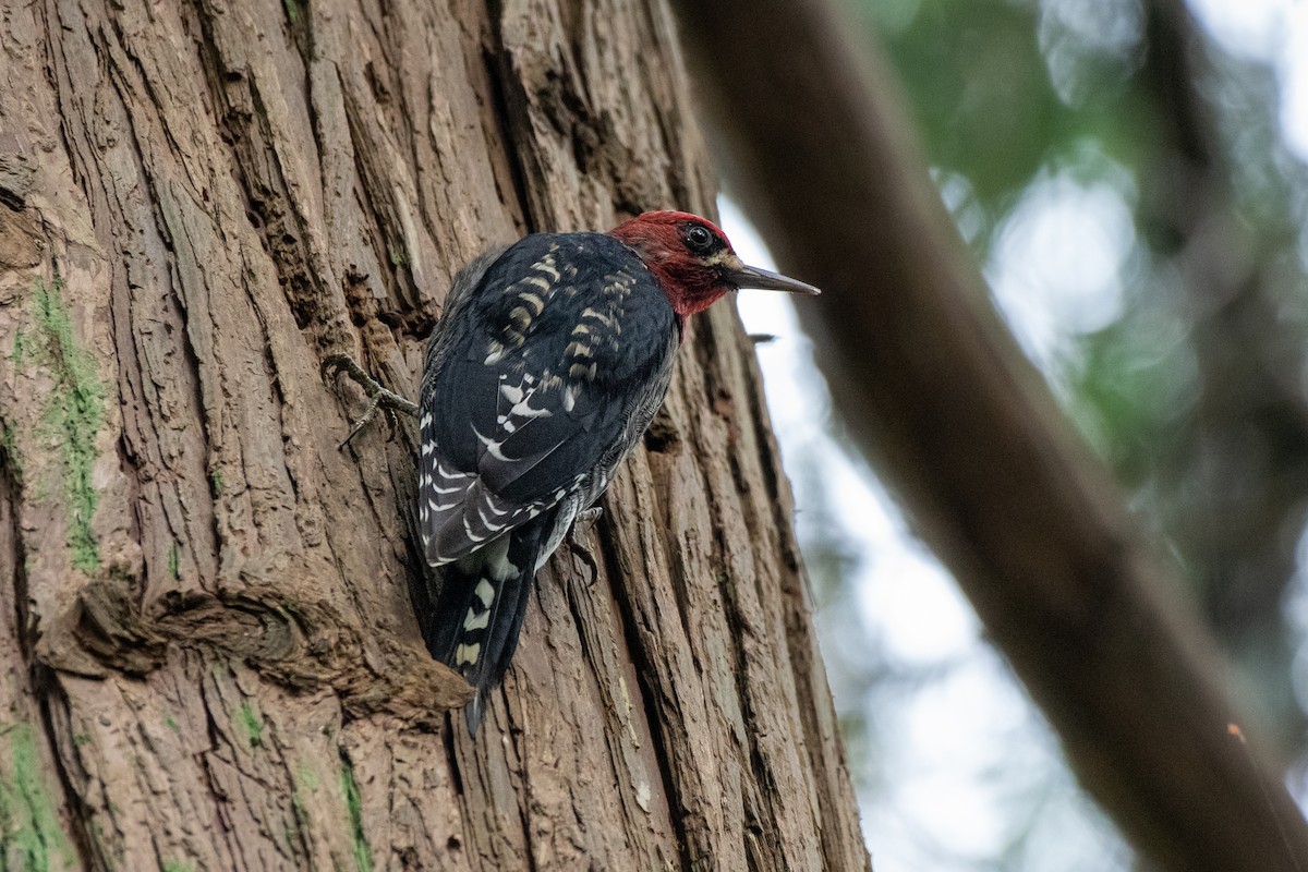 Red-breasted Sapsucker - ML642940724
