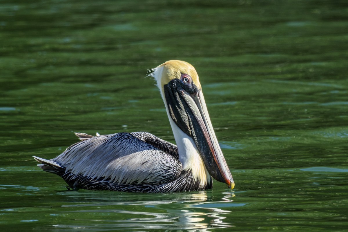 Brown Pelican - ML642940726