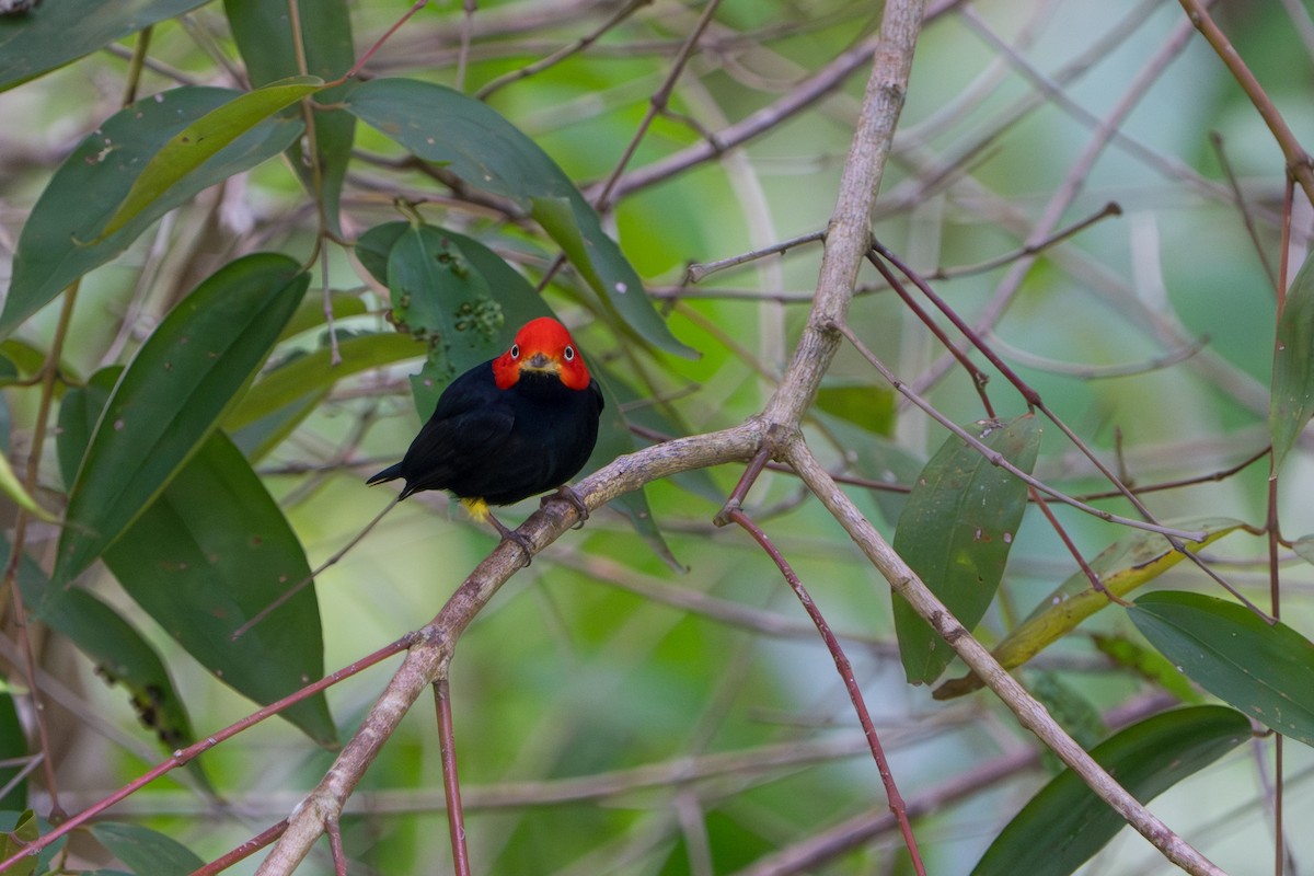 Red-capped Manakin - ML642940730