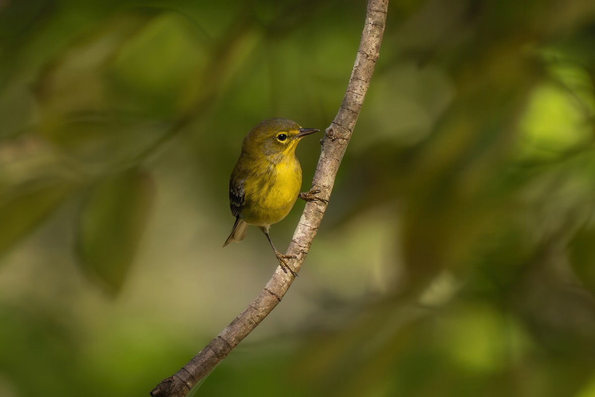 Pine Warbler - ML642940741