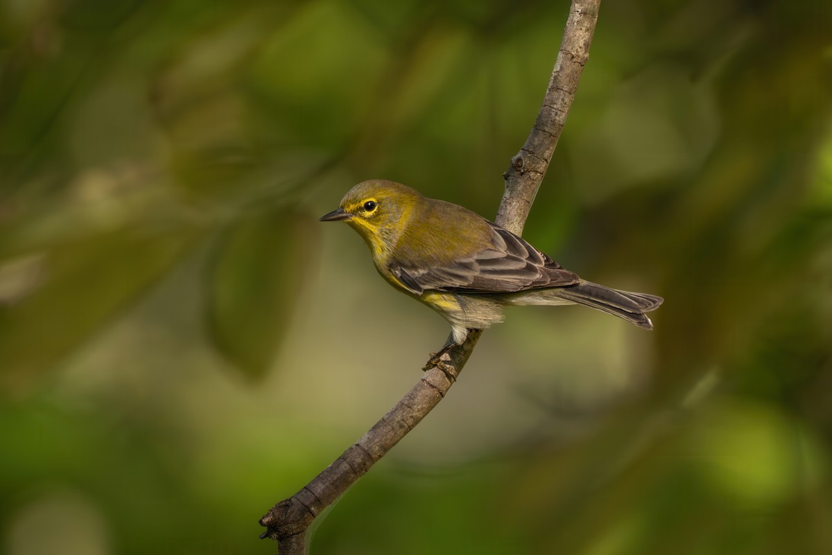 Pine Warbler - ML642940746
