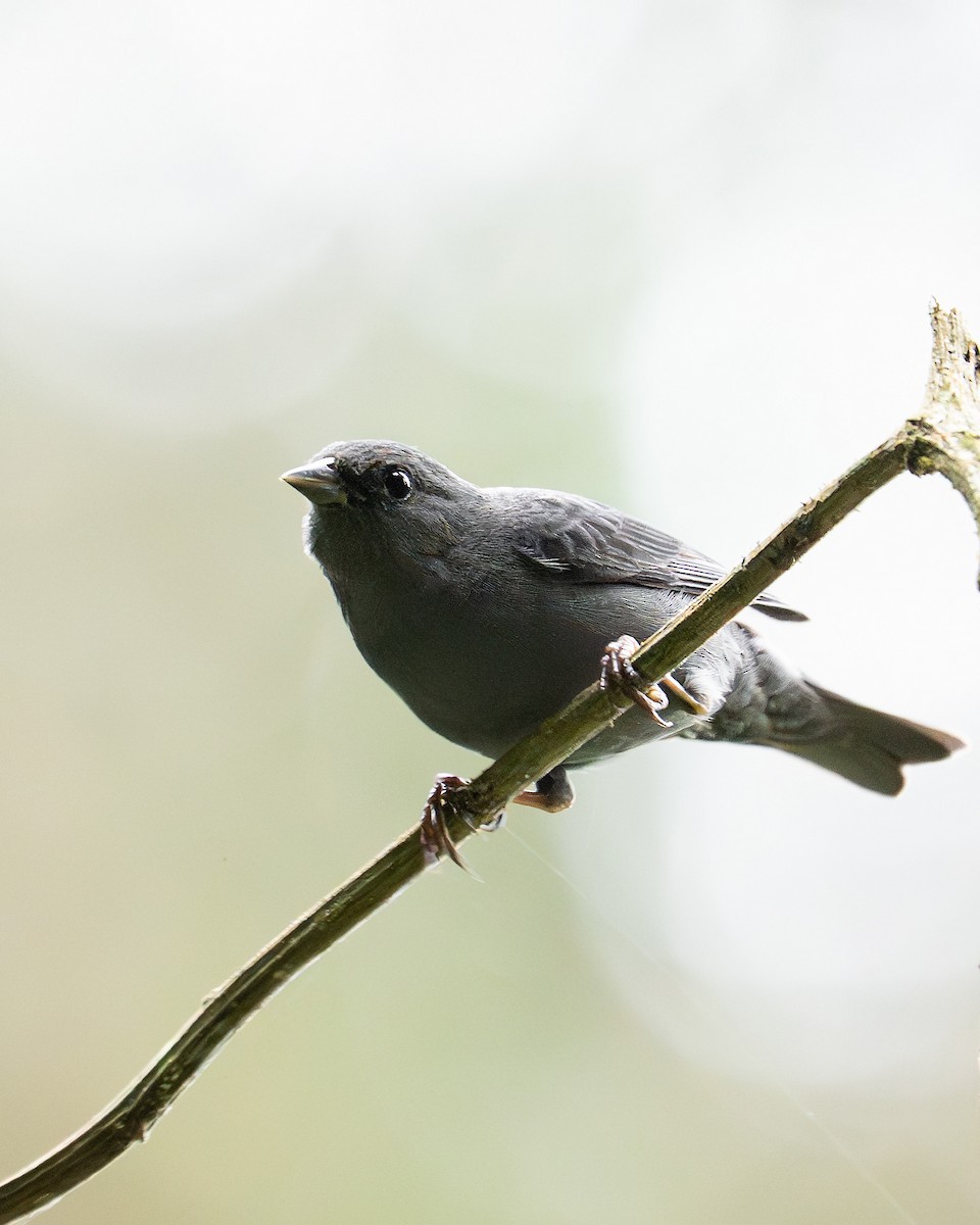 Slaty Finch - ML642940748