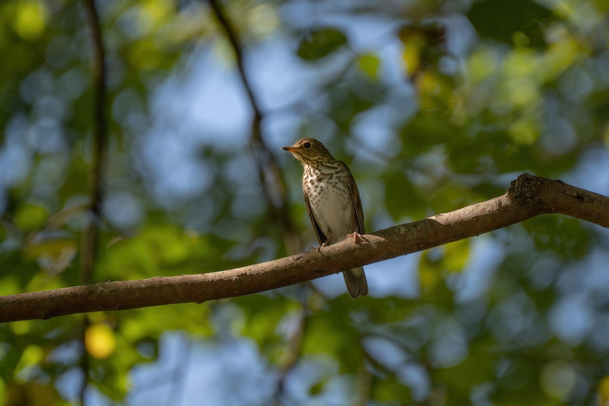 Swainson's Thrush - ML642940762