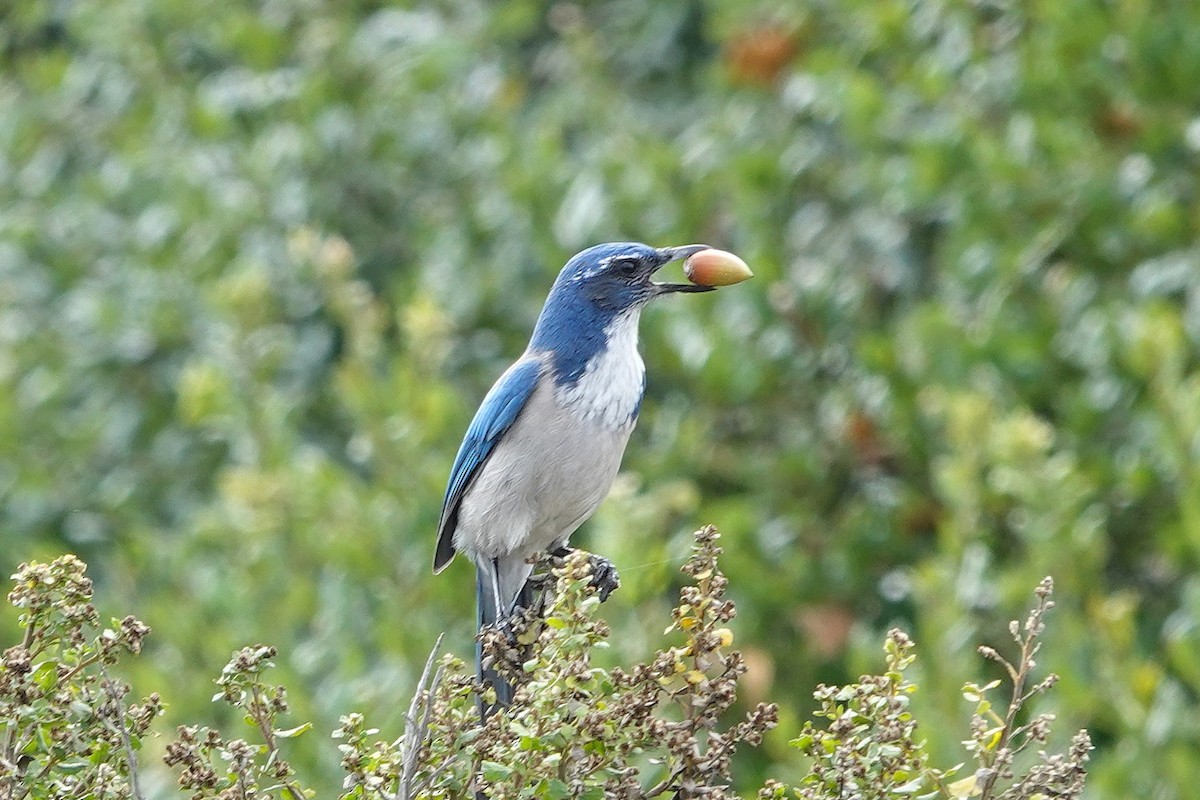 California Scrub-Jay - ML642940769