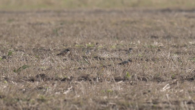 アカハラタイランチョウ - ML642940789