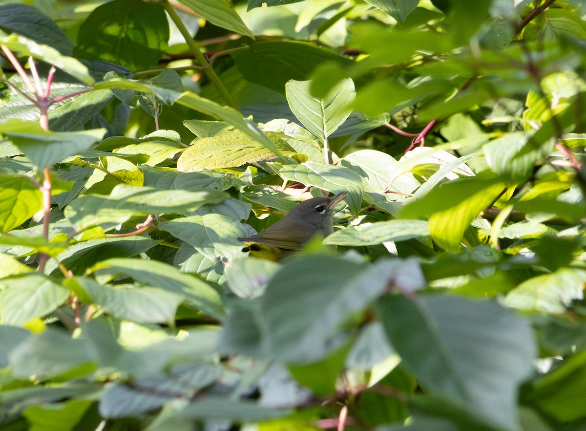 MacGillivray's Warbler - ML642940802