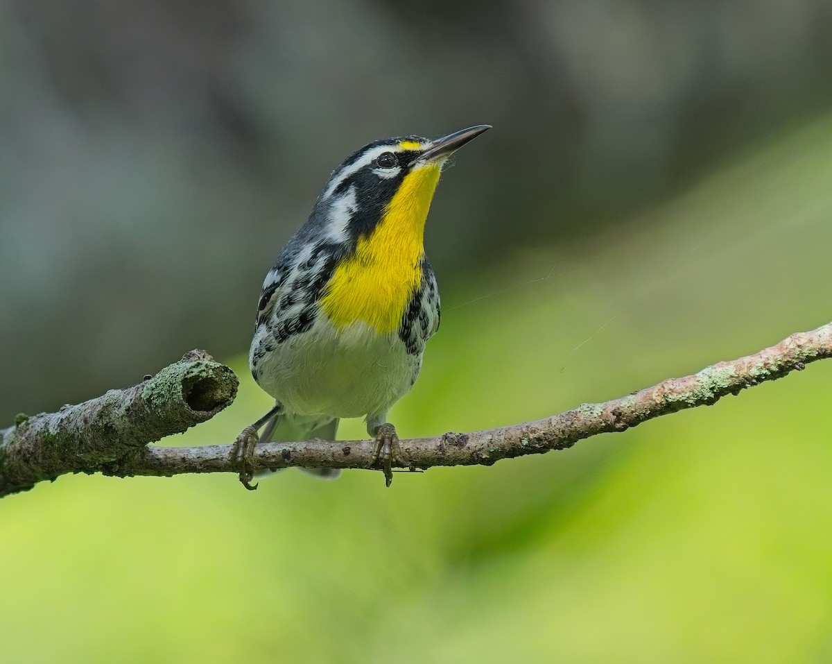 Yellow-throated Warbler - ML642940805