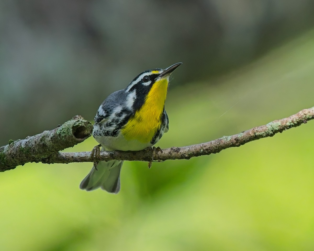 Yellow-throated Warbler - ML642940806