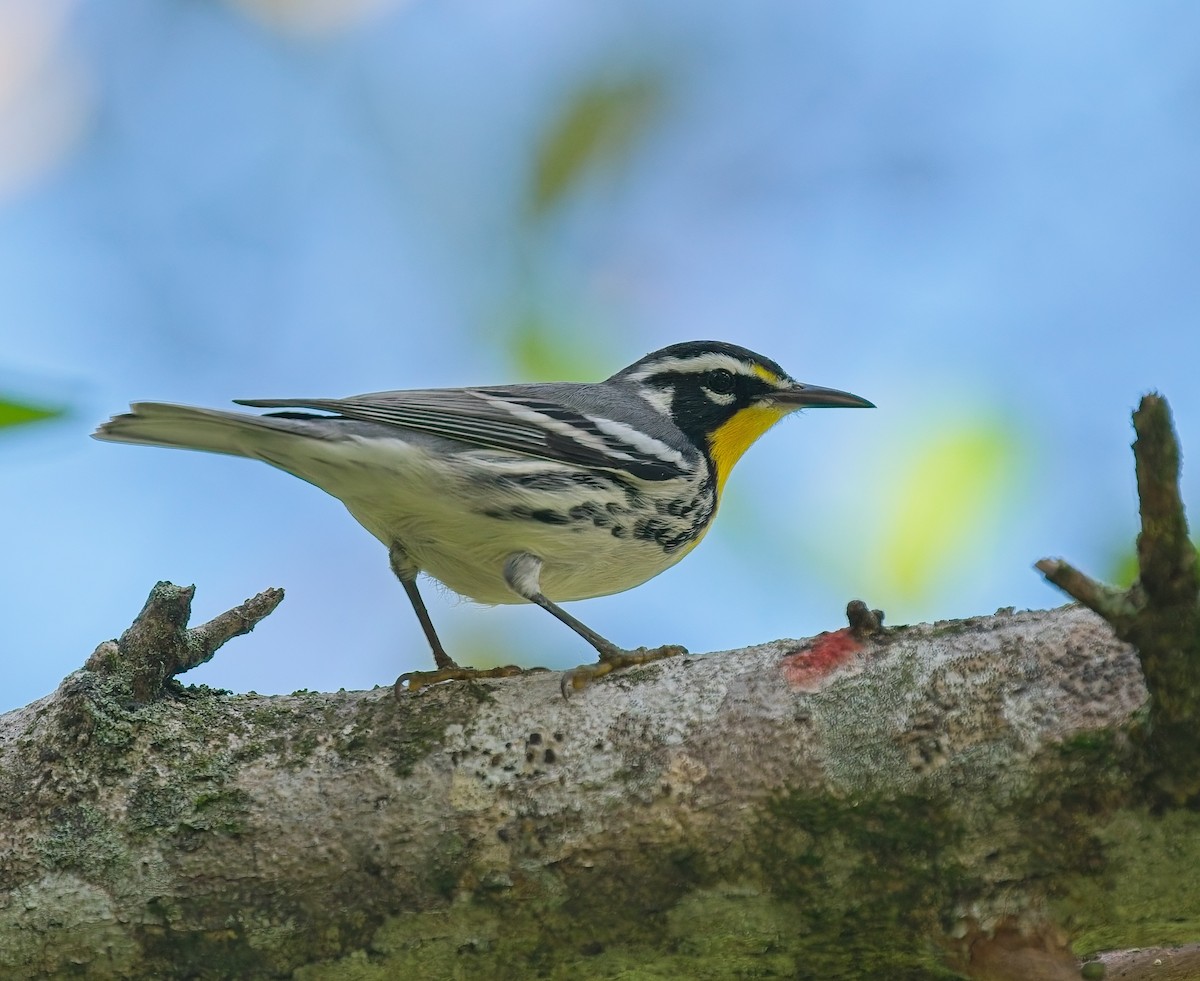 Yellow-throated Warbler - ML642940807