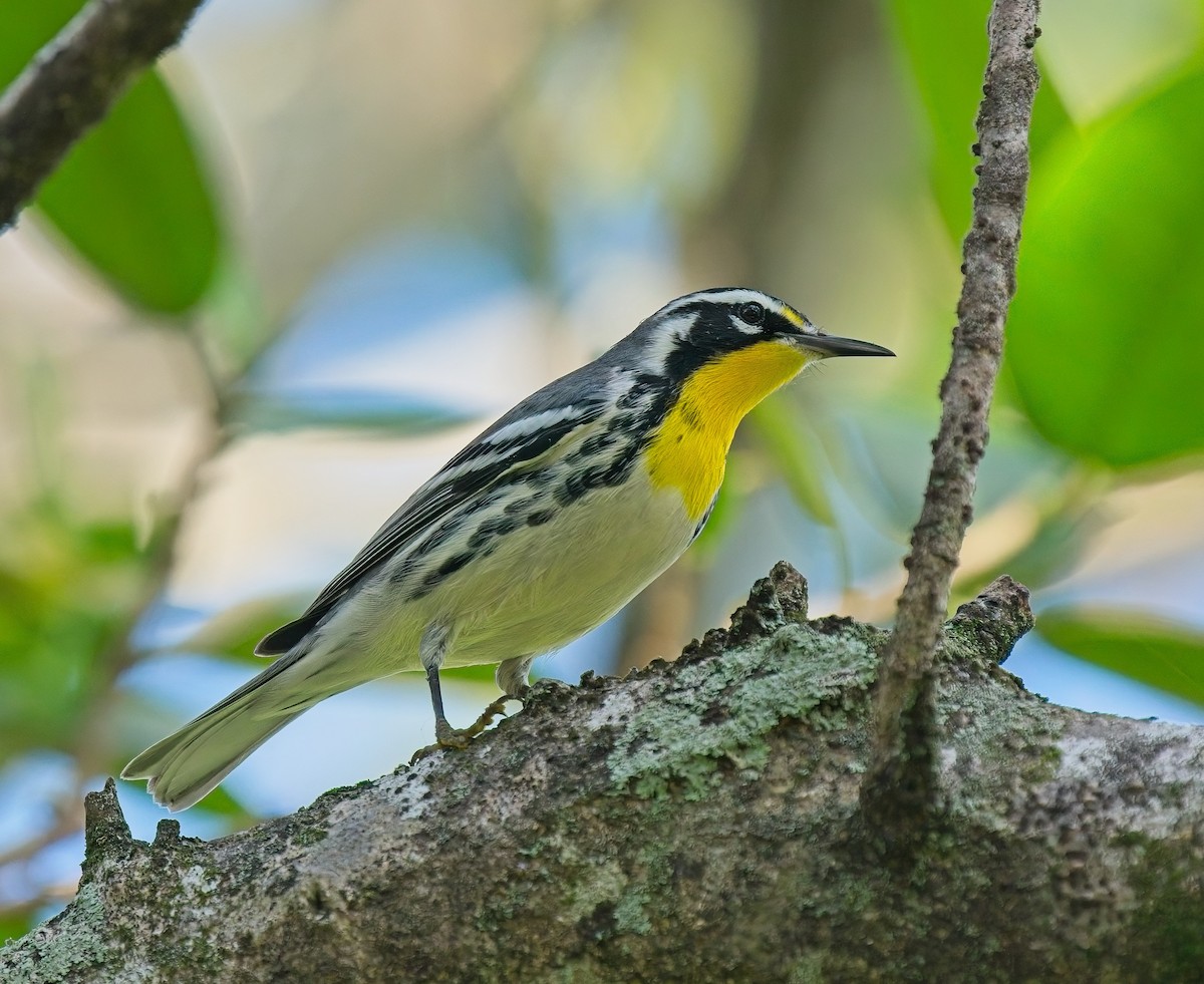 Yellow-throated Warbler - ML642940808