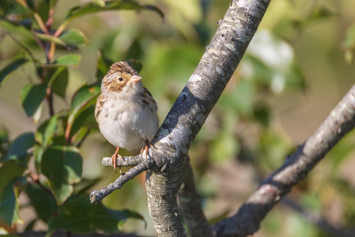 Clay-colored Sparrow - ML642940809