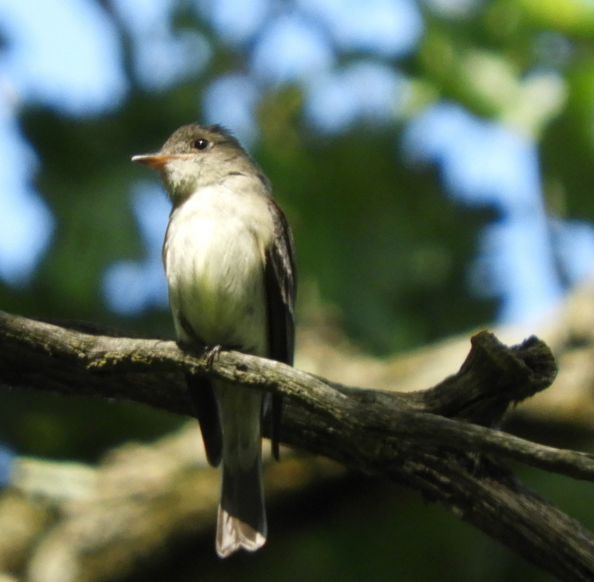 Eastern Wood-Pewee - ML64294081