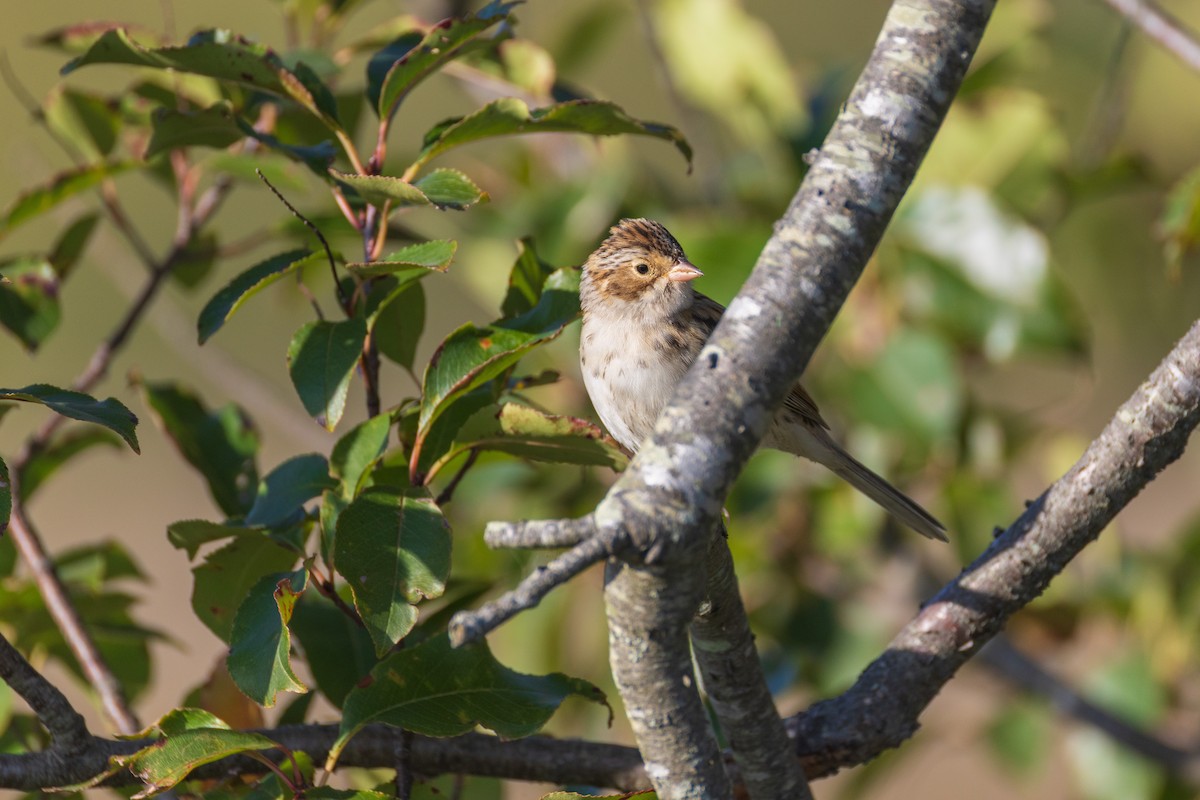 Clay-colored Sparrow - ML642940810