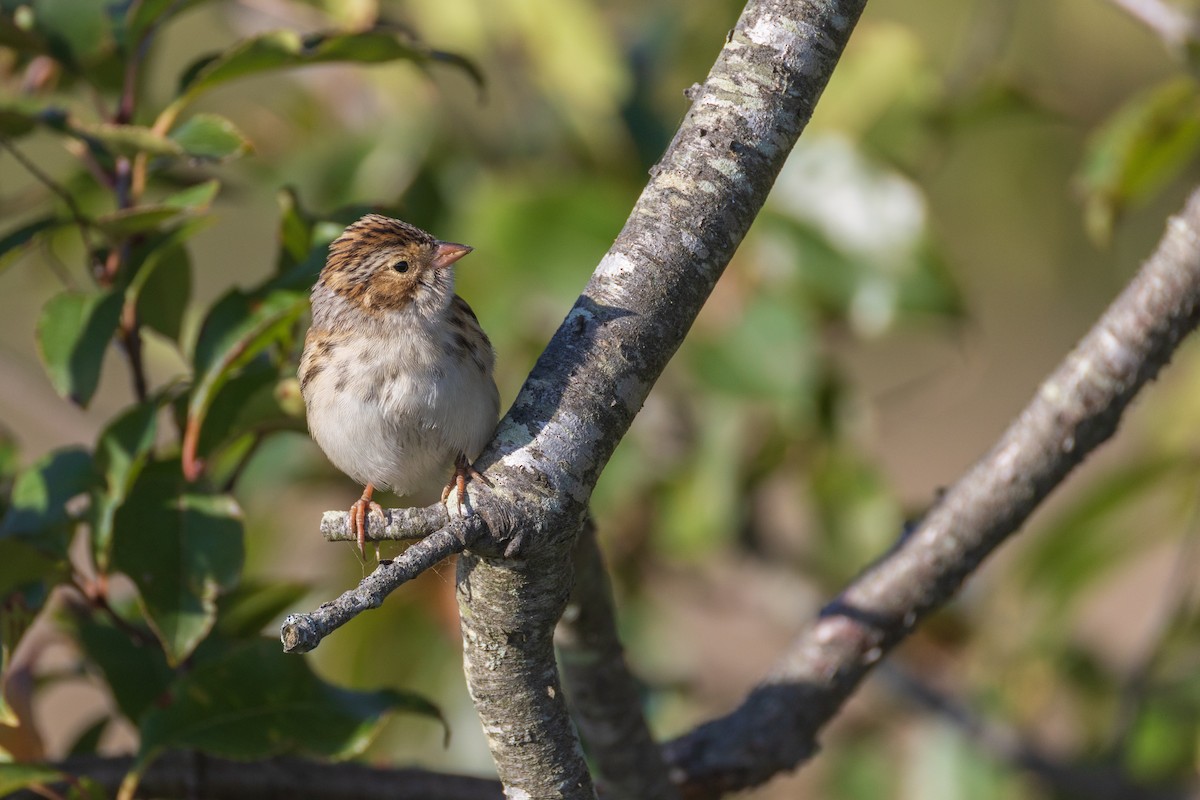 Clay-colored Sparrow - ML642940811