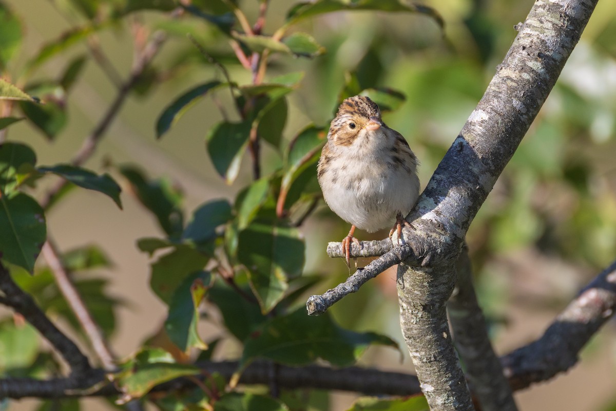 Clay-colored Sparrow - ML642940812