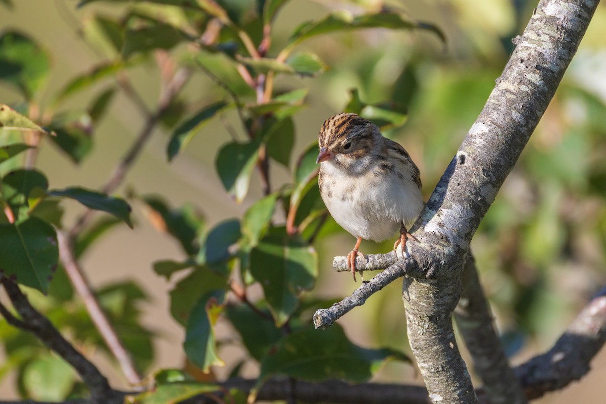Clay-colored Sparrow - ML642940813