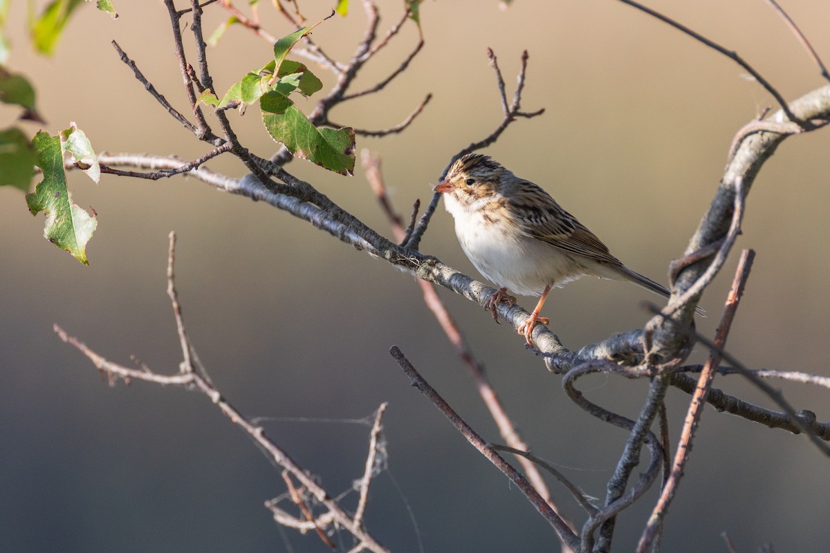 Clay-colored Sparrow - ML642940814