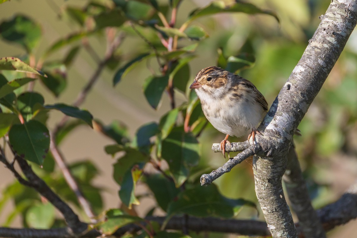 Clay-colored Sparrow - ML642940815