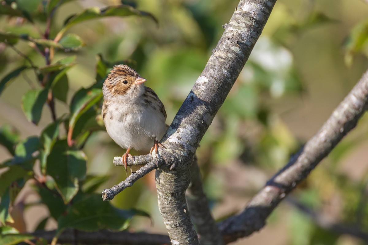 Clay-colored Sparrow - ML642940816