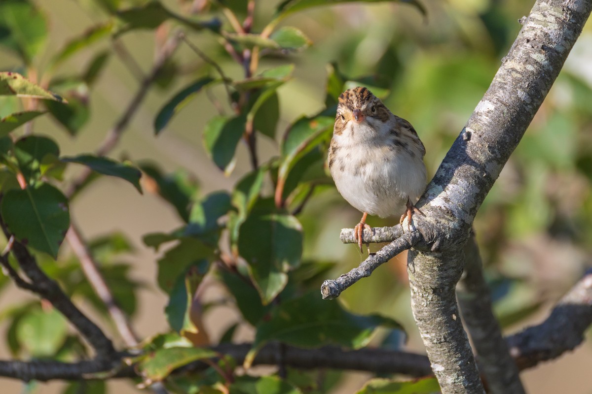 Clay-colored Sparrow - ML642940817
