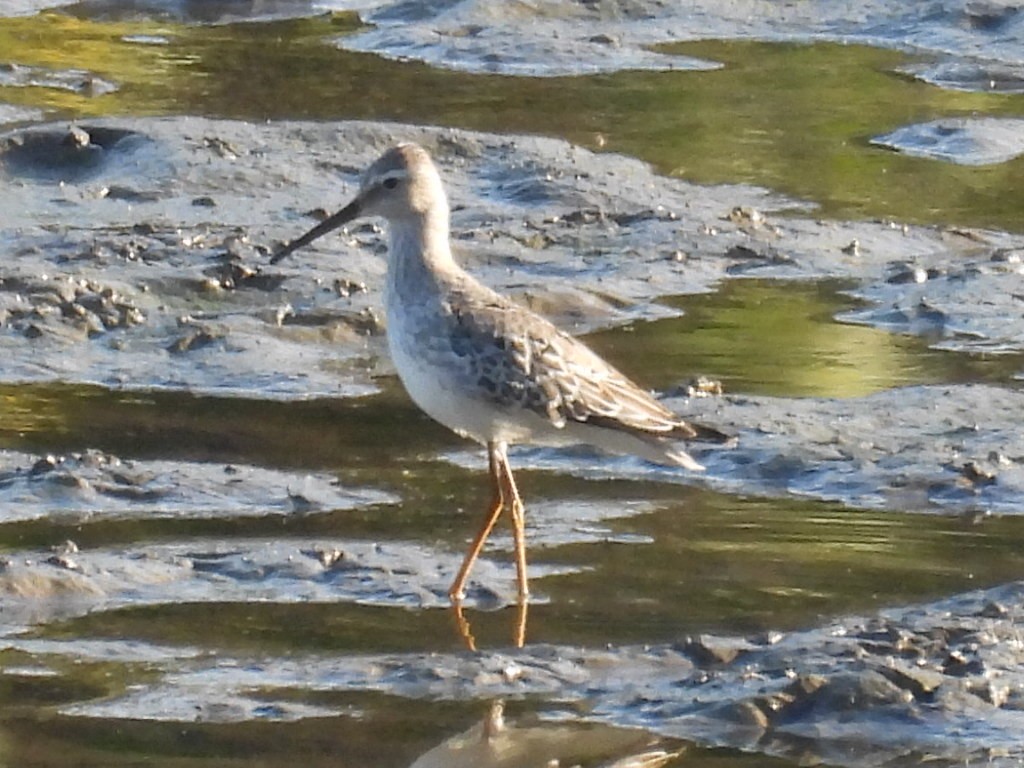 Txirri zankaluzea - ML642940819