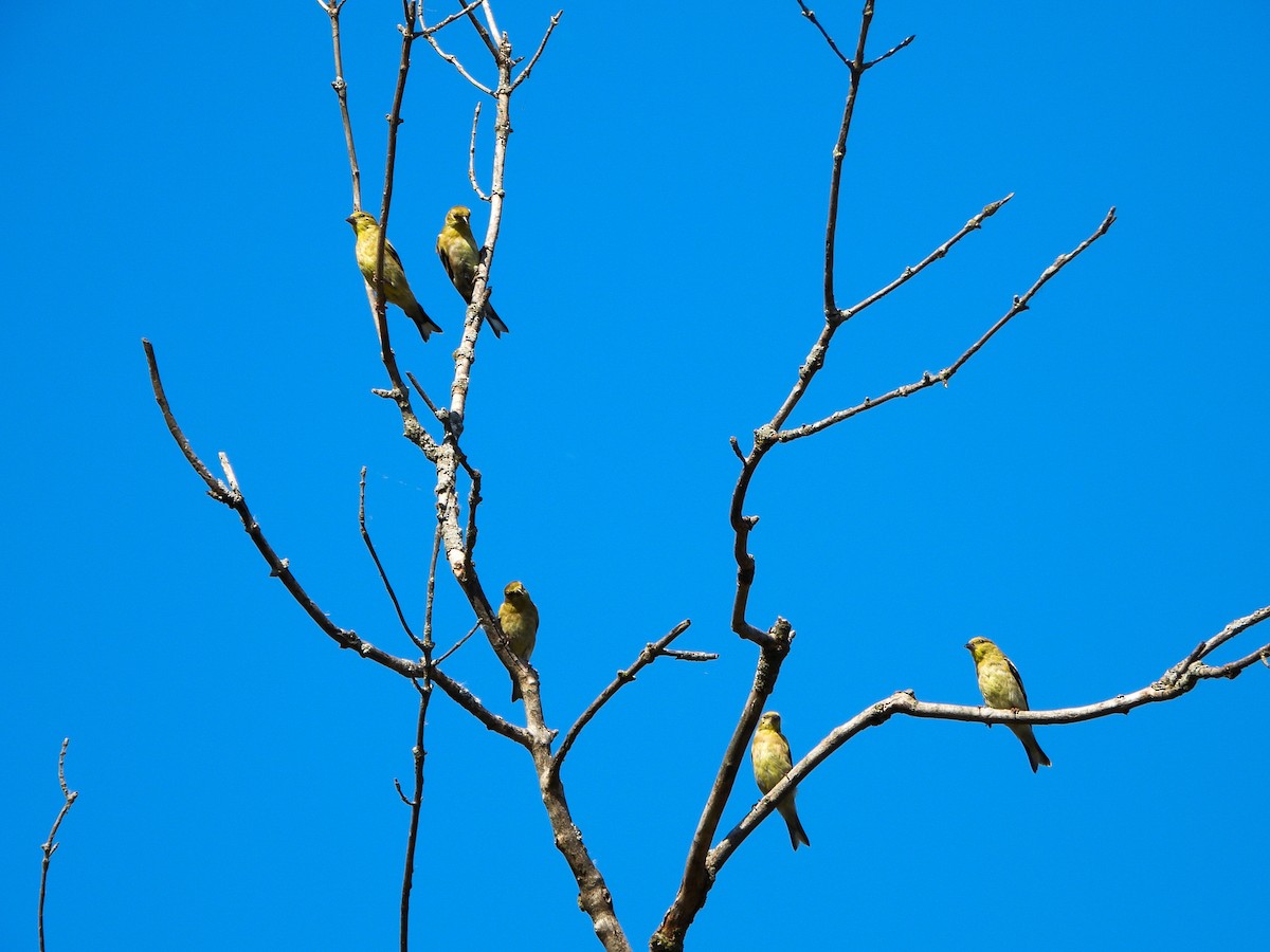 American Goldfinch - ML642940820