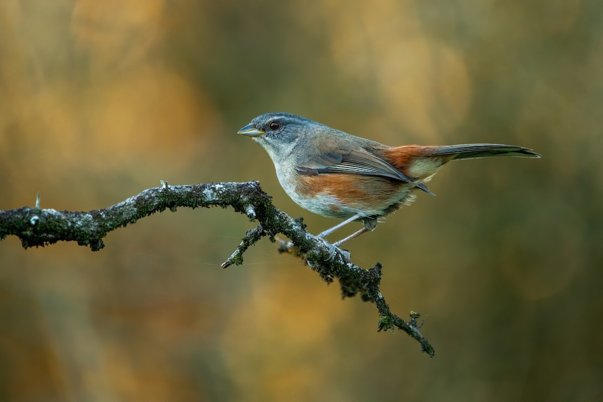 Gray-throated Warbling Finch - ML642940822