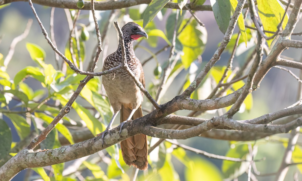 Speckled Chachalaca - ML642940825