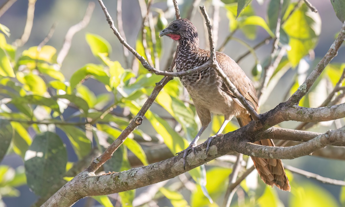 Speckled Chachalaca - ML642940826